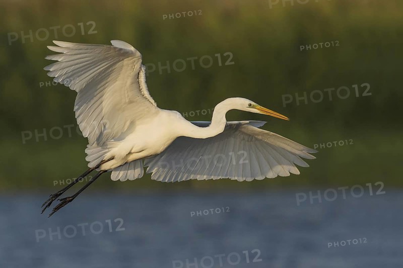 Great Egret (Ardea alba), Eilat, Israel