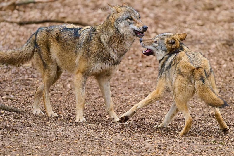 Two wolves facing each other, with slightly open mouths, in active playful interaction, Wolf (Canis Lupus), Germany