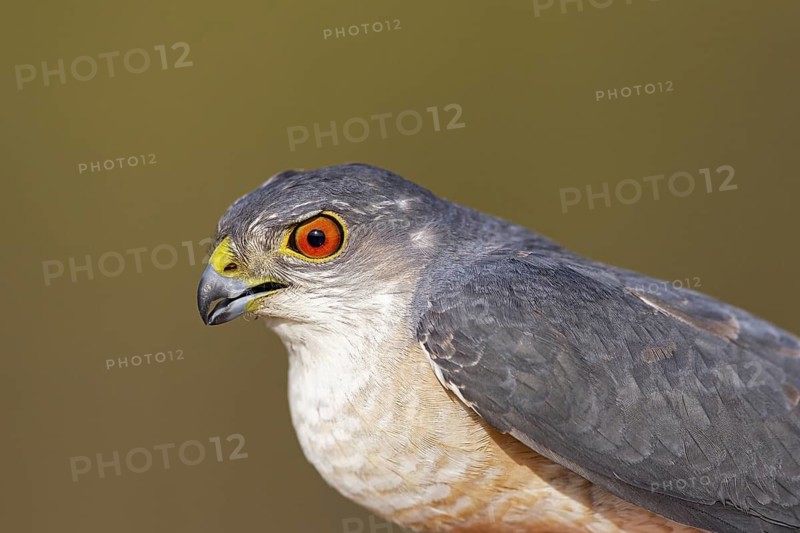 Japanese Sparrowhawk (Accipiter gularis sibiricus) male, Dornod Aimag, Mongolia