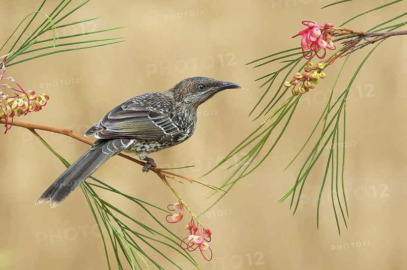 Little Wattlebird (Anthochaera chrysoptera) juvenile, Victoria, Australia