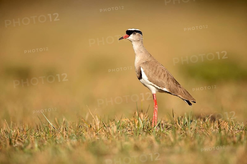 Crowned Lapwing (Vanellus coronatus), Lake Langano, Ethiopia