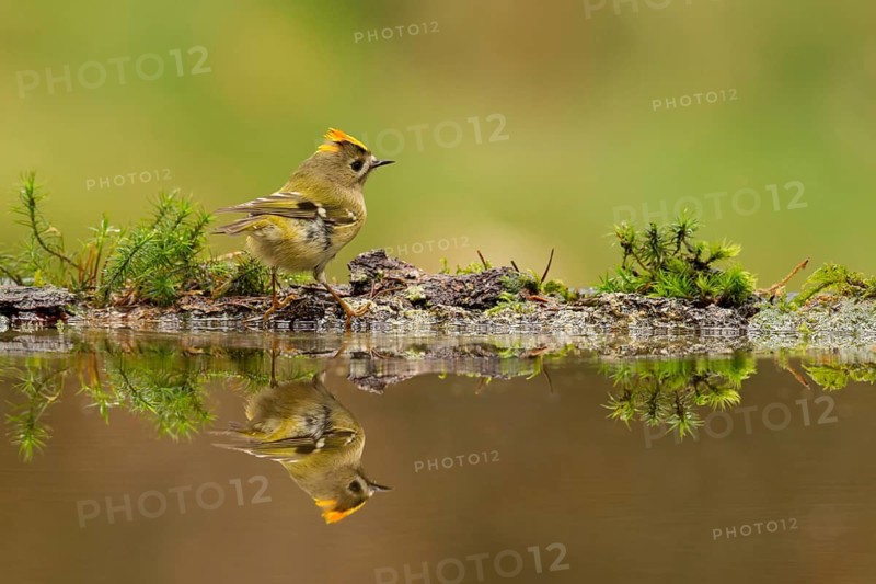 Common Firecrest (Regulus ignicapilla), Utrecht, Netherlands