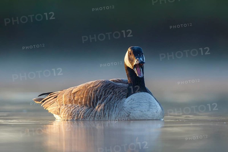 Canada Goose (Branta canadensis), North Rhine-Westphalia, Germany