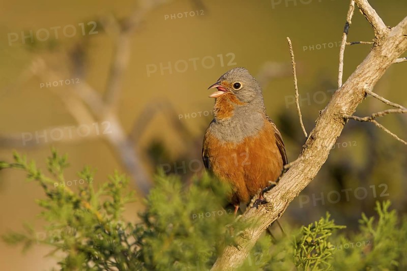 Cretzschmar's Bunting - Grauortolan - Emberiza caesia, Cyprus, adult male