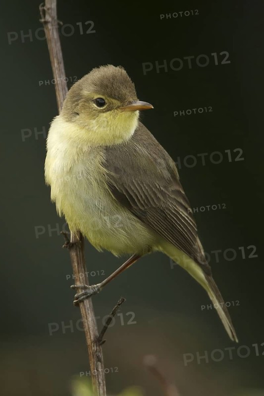 Melodious Warbler (Hippolais polyglotta), Saarland, Germany