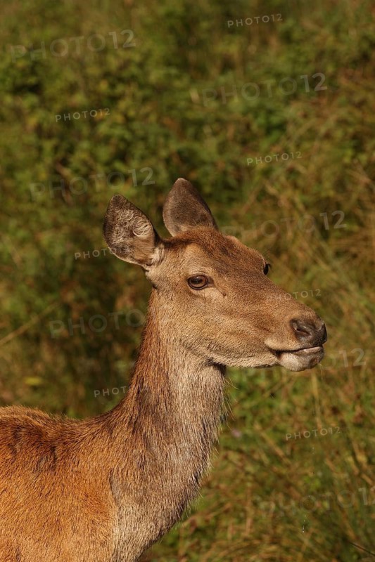 Red deer (Cervus elaphus) portrait of a female animal, Allgäu, Bavaria, Germany, Allgäu, Bavaria, Germany