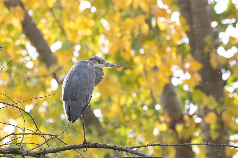 A heron perches gracefully on a branch, surrounded by vibrant autumn leaves. The sunlight filters through, highlighting the bird's elegant features and the golden backdrop