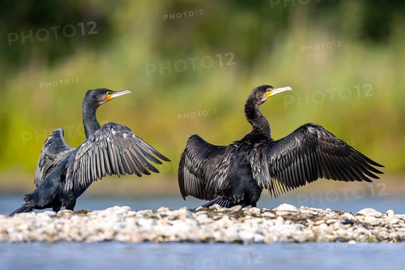 Great Cormorant (Phalacrocorax carbo), North Rhine-Westphalia, Germany