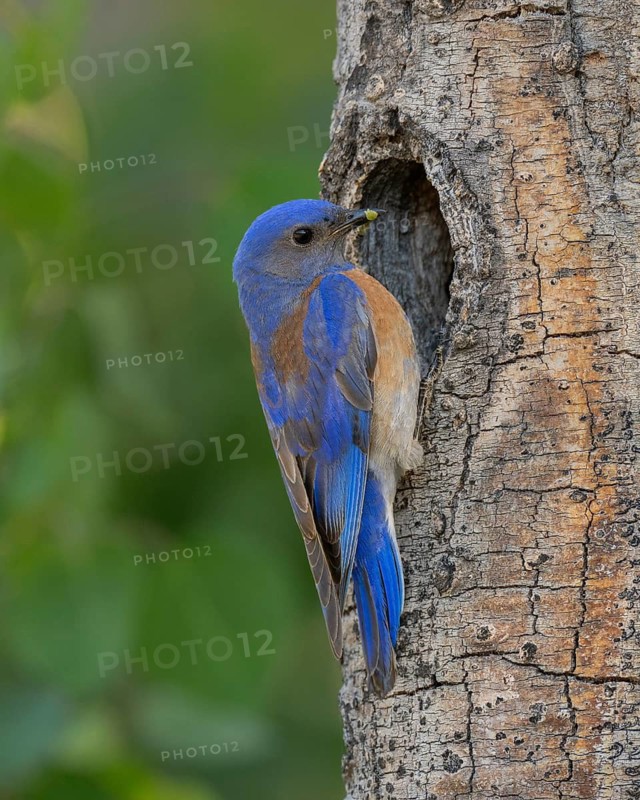 Western Bluebird (Sialia mexicana) at nest cavity in the Sierra Nevada mountains of California