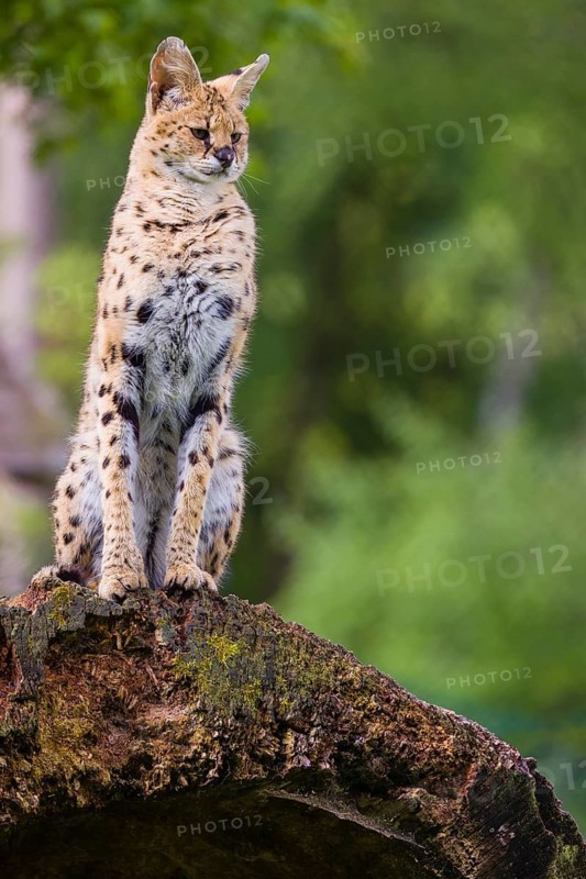 One male serval, Leptailurus serval, sits on a dead tree and looks into the camera. Green background