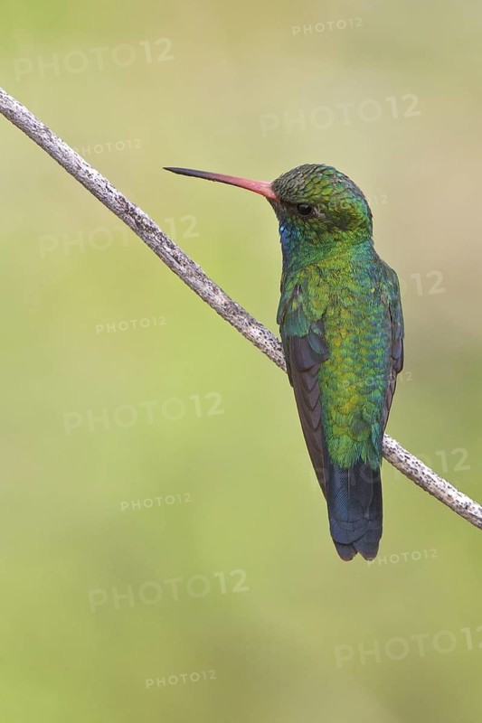 Glittering-bellied Emerald (Chlorostilbon aureoventris) perched on a branch in Bolivia, South America