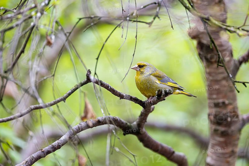 Greenfinch (Chloris chloris), male sitting on a branch, Kuusamo, Northern Ostrobothnia, Finland