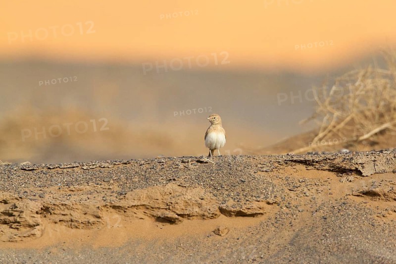 Bar-tailed Lark (Ammomanes cinctura), Morocco