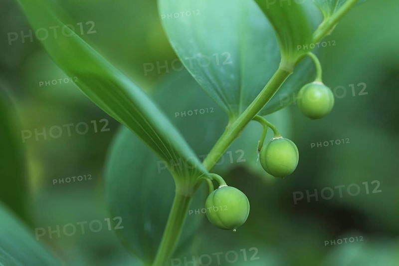 Fruits of multiflorous whitethistle (Polygonatum multiflorum), fruit stand, Büchsenberg, Kaiserstuhl, Baden-Württemberg, Germany