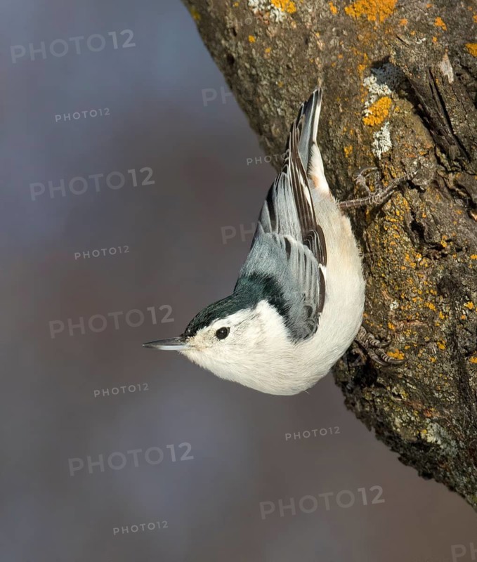 A White-breasted Nuthatch, Sitta carolinensis, climbs down a tree in Saskatoon, Saskatchewan