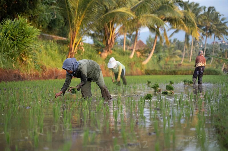 Farmers are engaged in planting rice in lush, water-filled fields of Indonesia. Surrounded by palm trees, the scene captures the serene, traditional agricultural practices