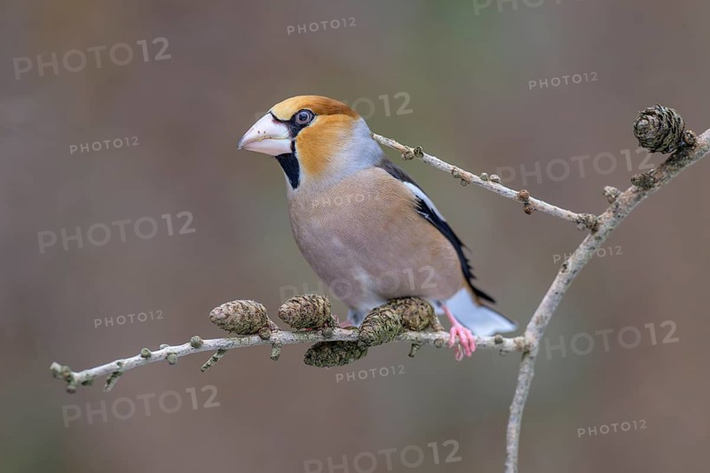 Hawfinch (Coccothraustes coccothraustes), male in winter on a larch branch with cones, Swabian Alb biosphere reserve, Baden-Württemberg, Germany