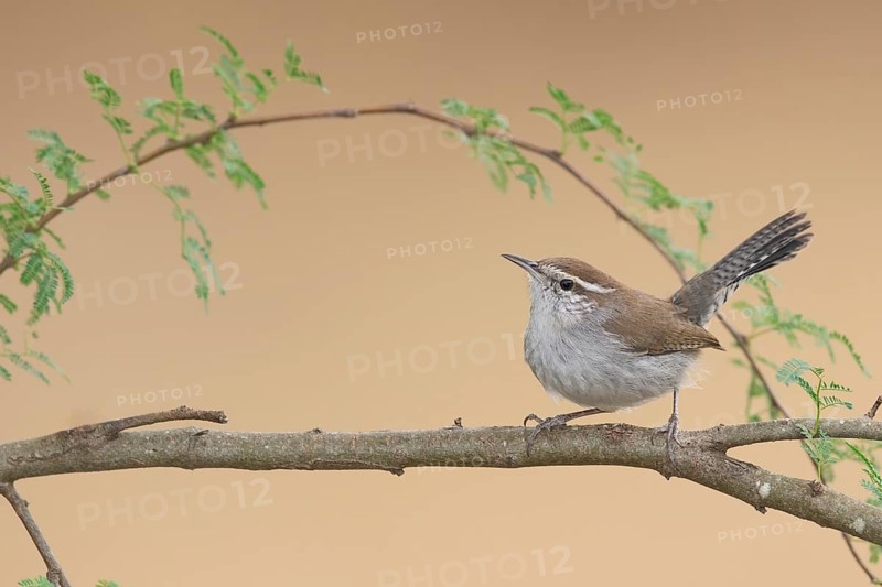 Bewick's Wren (Thryomanes bewickii), Texas, USA