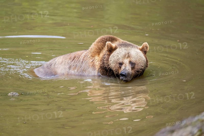 Eurasian brown bear (Ursus arctos arctos) in a little lake, Bavarian Forest, Bavaria, Germany
