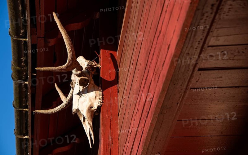 Elk skull with antlers as decorative element, falun red painted wooden construction, detail of traditional Norwegian wooden granary or Stabbur, pilgrim hostel Arteid Vestre Gård, Norway