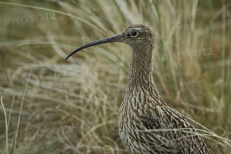 Portrait of the Eurasian curlew (Numenius arquata) in the Nationaal Park Duinen on Texel, Netherlands