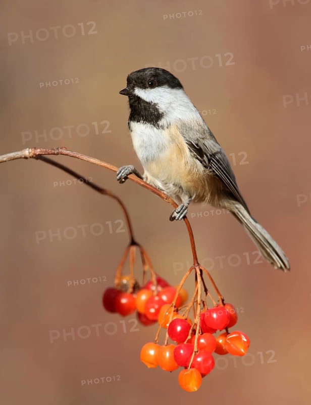 Black-capped Chickadee, Poecile atricapillus, perched on branch in Autumn at Pike Lake, Saskatchewan