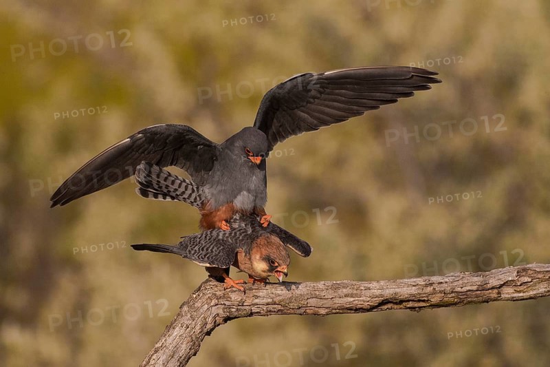 Red-footed Falcon (Falco vespertinus) pair mating, Subotica, Serbia