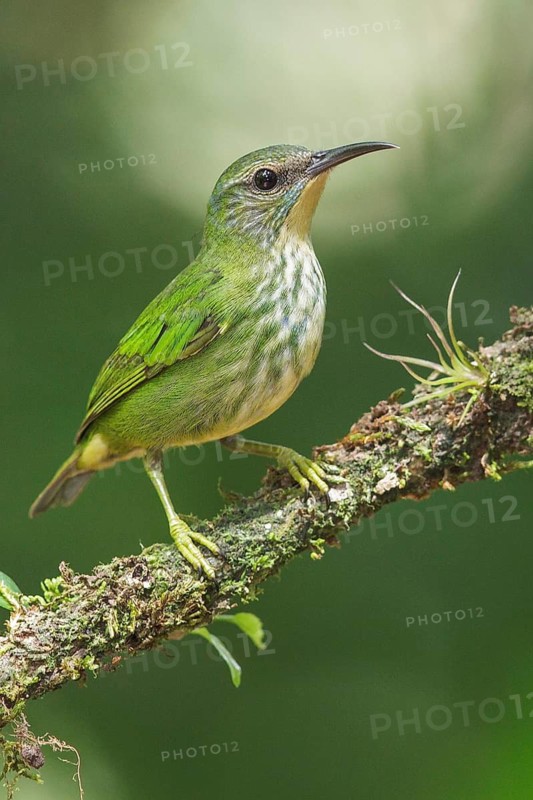 Shining Honeycreeper (Cyanerpes lucidus) perched on a branch in Costa Rica