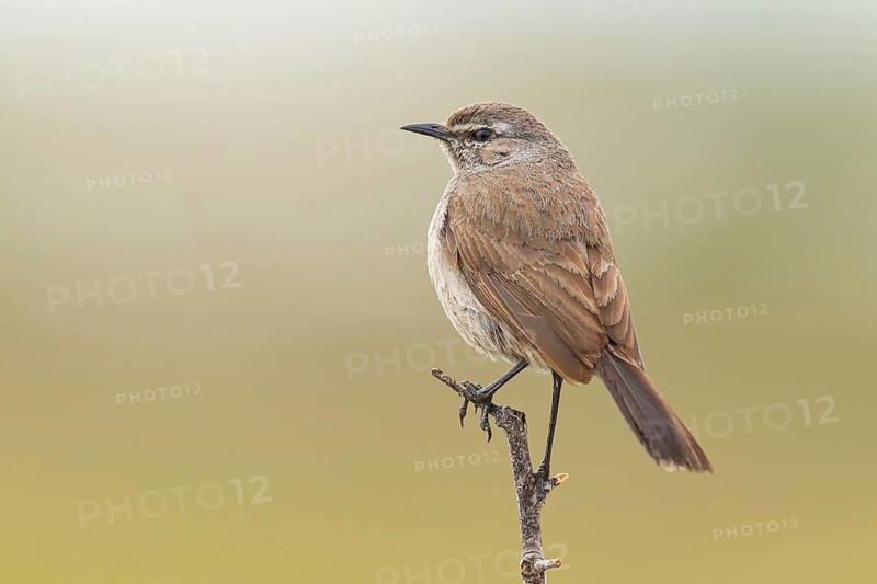 Karoo Scrub Robin, (Cercotrichas coryphoeus), Aedonopsis coryphoeus, (Tychaedon coryphoeus), Africa, West Coast National Park, Langebaan, Western Cape, South Africa