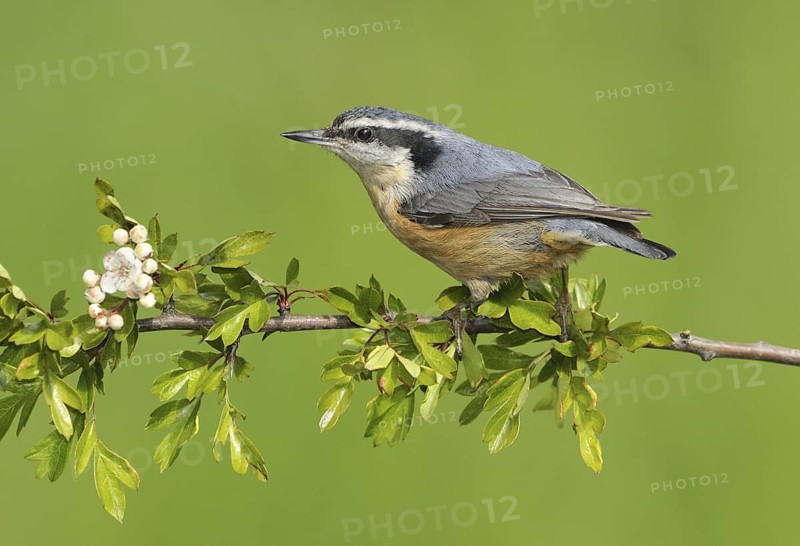 Red-breasted Nuthatch (Sitta canadensis), British Columbia, Canada