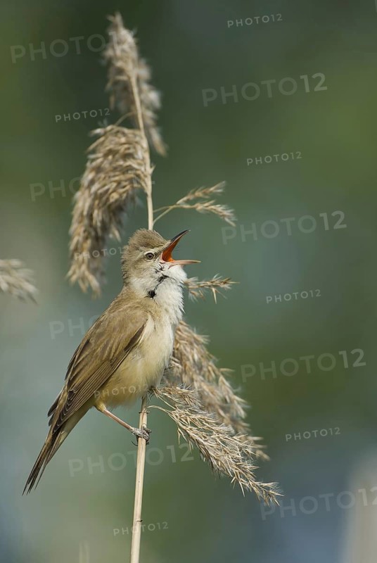 Great Reed Warbler (Acrocephalus arundinaceus) singing, Brandenburg, Germany