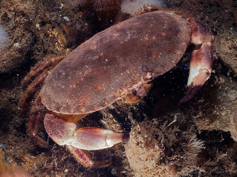 Pouch crab (Cancer pagurus)