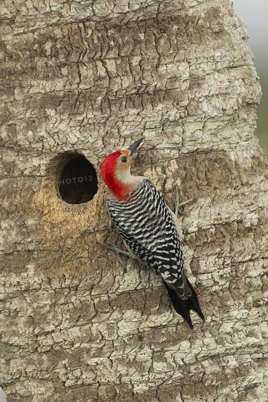 Red-bellied Woodpecker (Melanerpes carolinus) male at nest cavity, Florida, USA