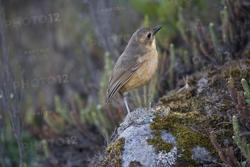 Tawny Antpitta (Grallaria quitensis), Los Nevados National Natural Park, Colombia