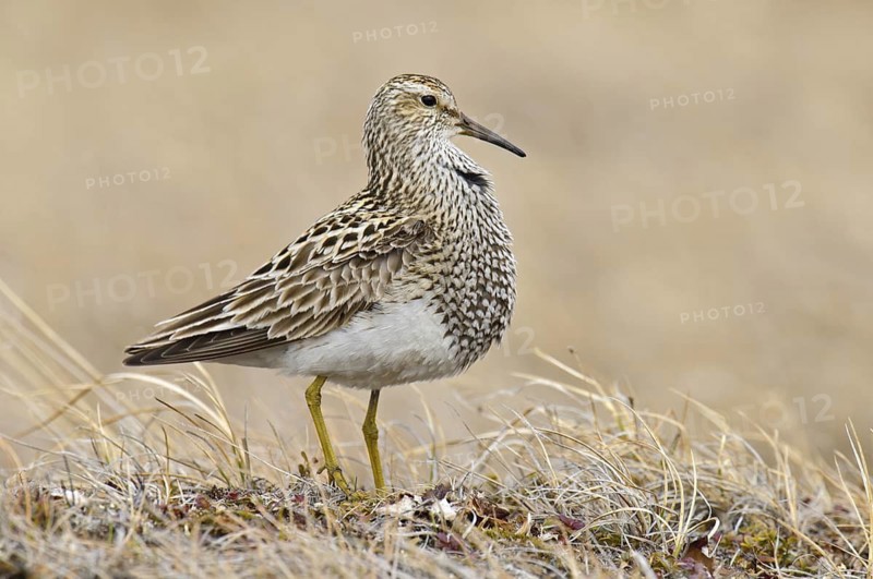 Pectoral Sandpiper (Calidris melanotos), Alaska, USA