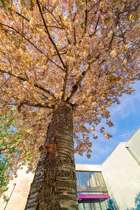 View from the ground of a blossoming cherry tree in front of a modern building, Lembergschule, Nagold Black Forest, Germany