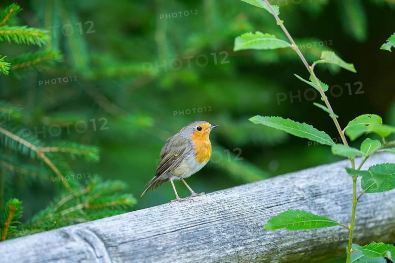 European robin (Erithacus rubecula) sitting on a wood, Bavaria, Germany