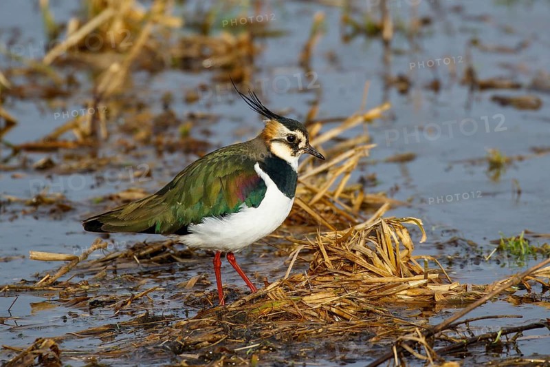 Northern Lapwing (Vanellus vanellus), Netherlands