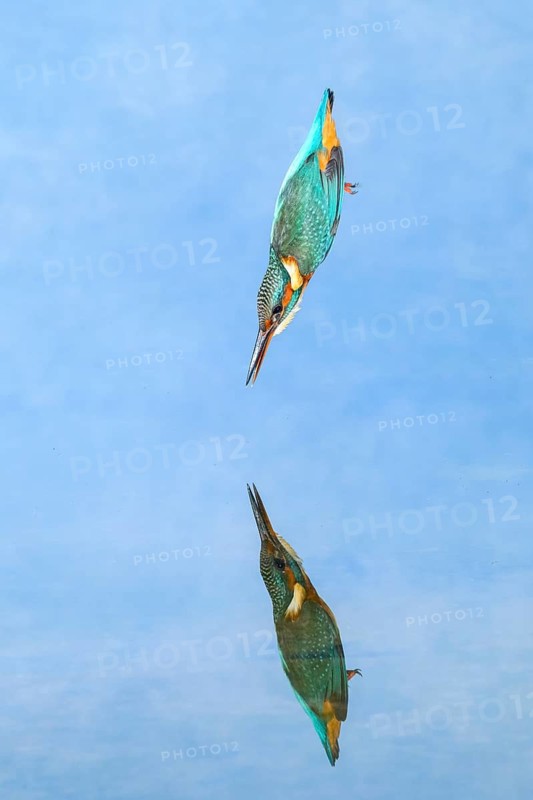 Common kingfisher (Alcedo atthis) diving into the water to hunt fish, wildife, Catalonia, Spain