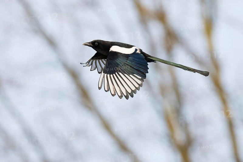 Magpie (Pica pica) in flight in front of a blurred tree background, Hesse, Germany