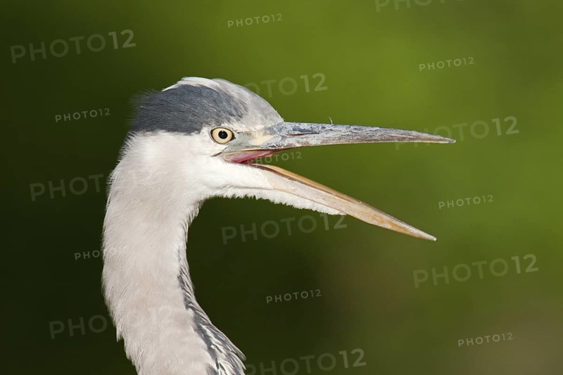 Grey Heron (Ardea cinerea), Berlin, Germany