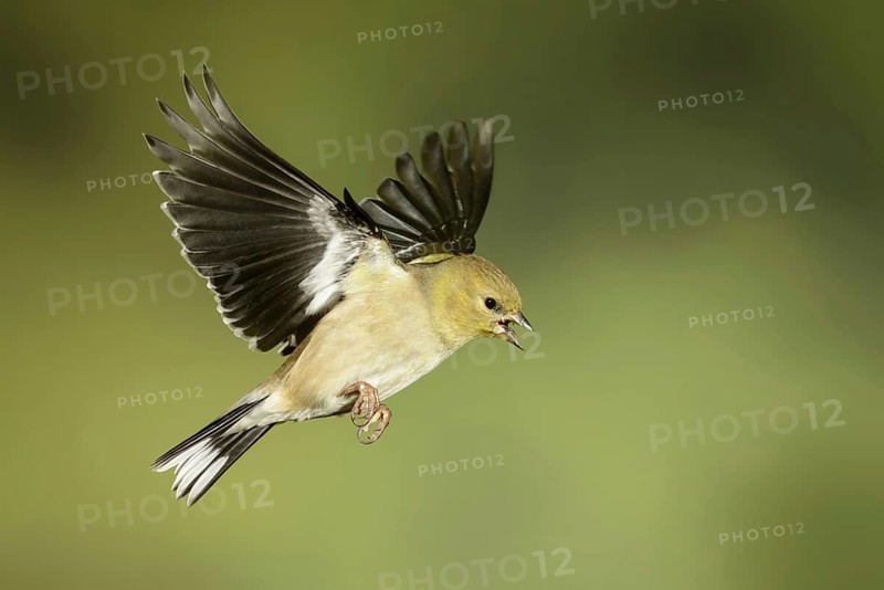 American Goldfinch (Spinus tristis) female flying, Texas, USA