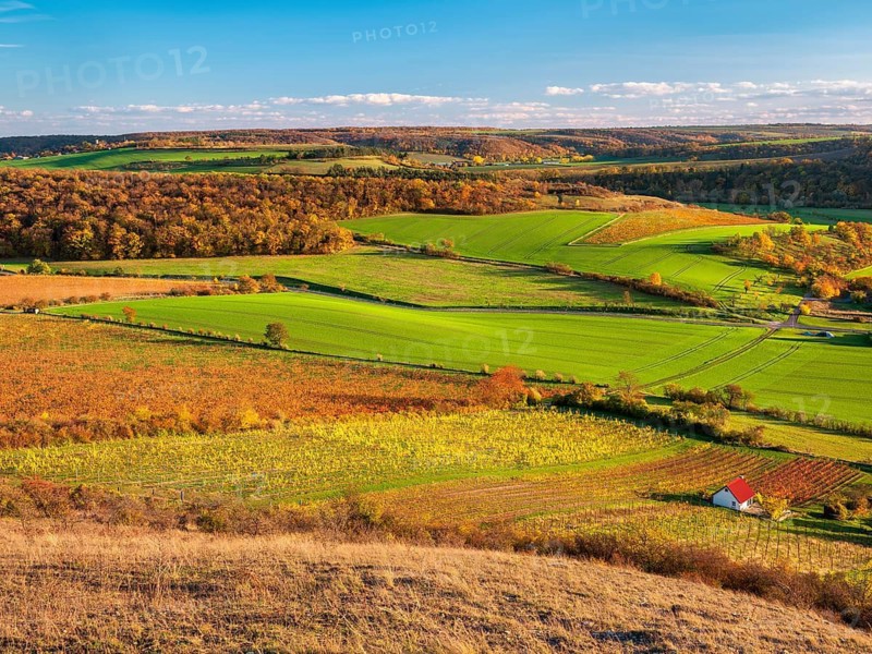 View over colourful vineyards with vineyard cottages in the Unstrut valley in autumn, Saale-Unstrut wine-growing region, near Freyburg (Unstrut), Saxony-Anhalt, Germany
