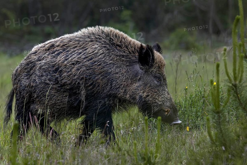 The arms of the wild boar (Sus scrofa) are clearly recognisable, as the long canine teeth of the males are called, late spring, early summer, defensive, June, Denmark