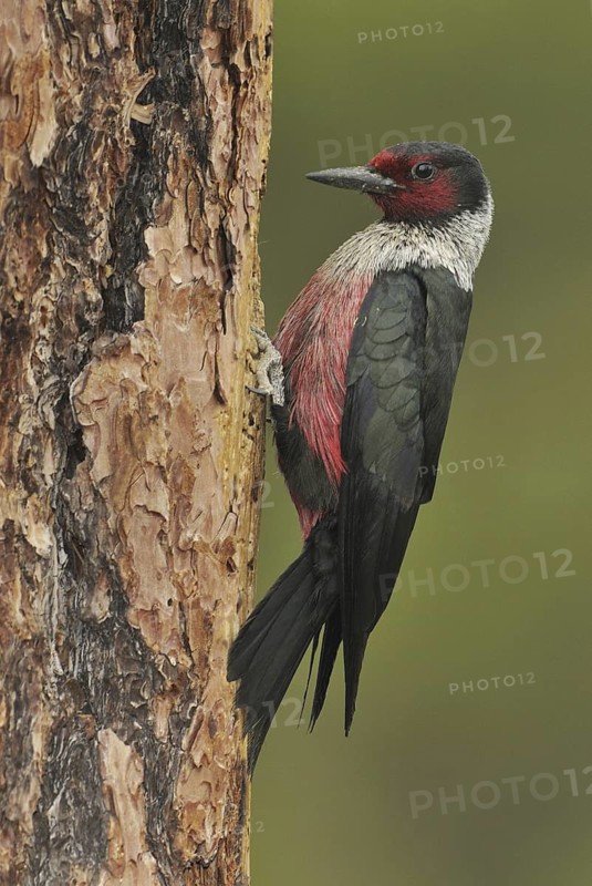 Lewis's Woodpecker (Melanerpes lewis), Oregon, USA