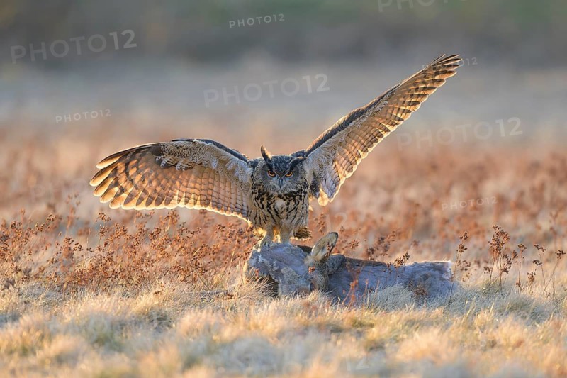 Eurasian Eagle-owl (Bubo bubo), on a roe deer (Capreolus capreolus), roadkill, Swabian Alb biosphere reserve, Baden-Württemberg, Germany