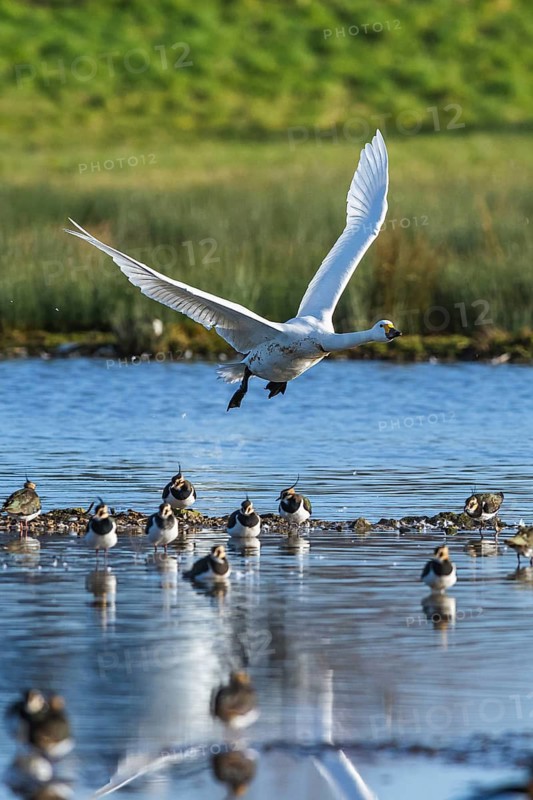 Tundra Swan, Bewick's Swan, Cygnus columbianus in flight at winter in Slimbridge, England, United Kingdom