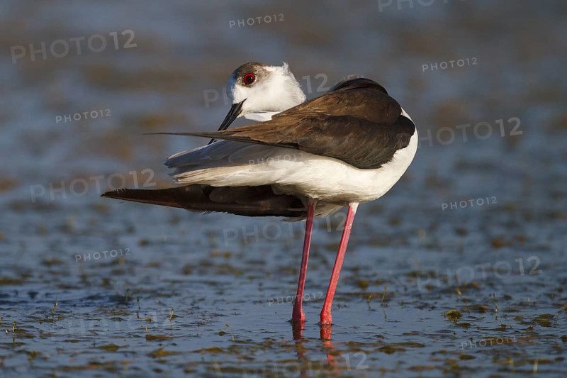 Black-winged Stilt (Himantopus himantopus), Greece