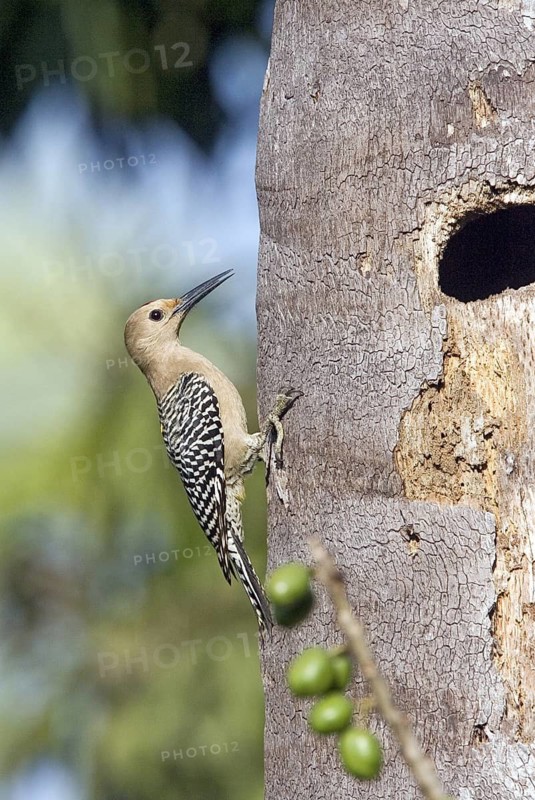 Gila Woodpecker Melanerpes uropygialis uropygialis Singyita, Nayarit, Mexico 26 March Adult Male at nest hole in palm trunk. Picidae