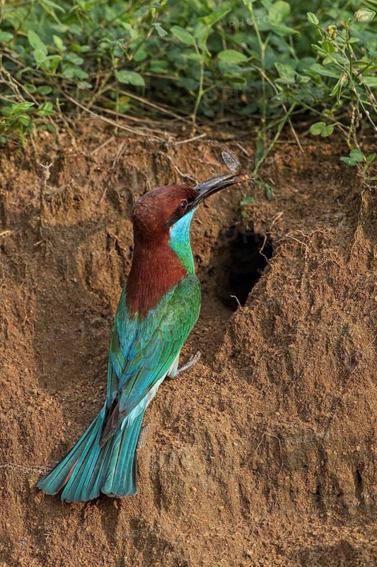 Blue-throated Bee-eater (Merops viridis) at breeding cavity, Malaysia